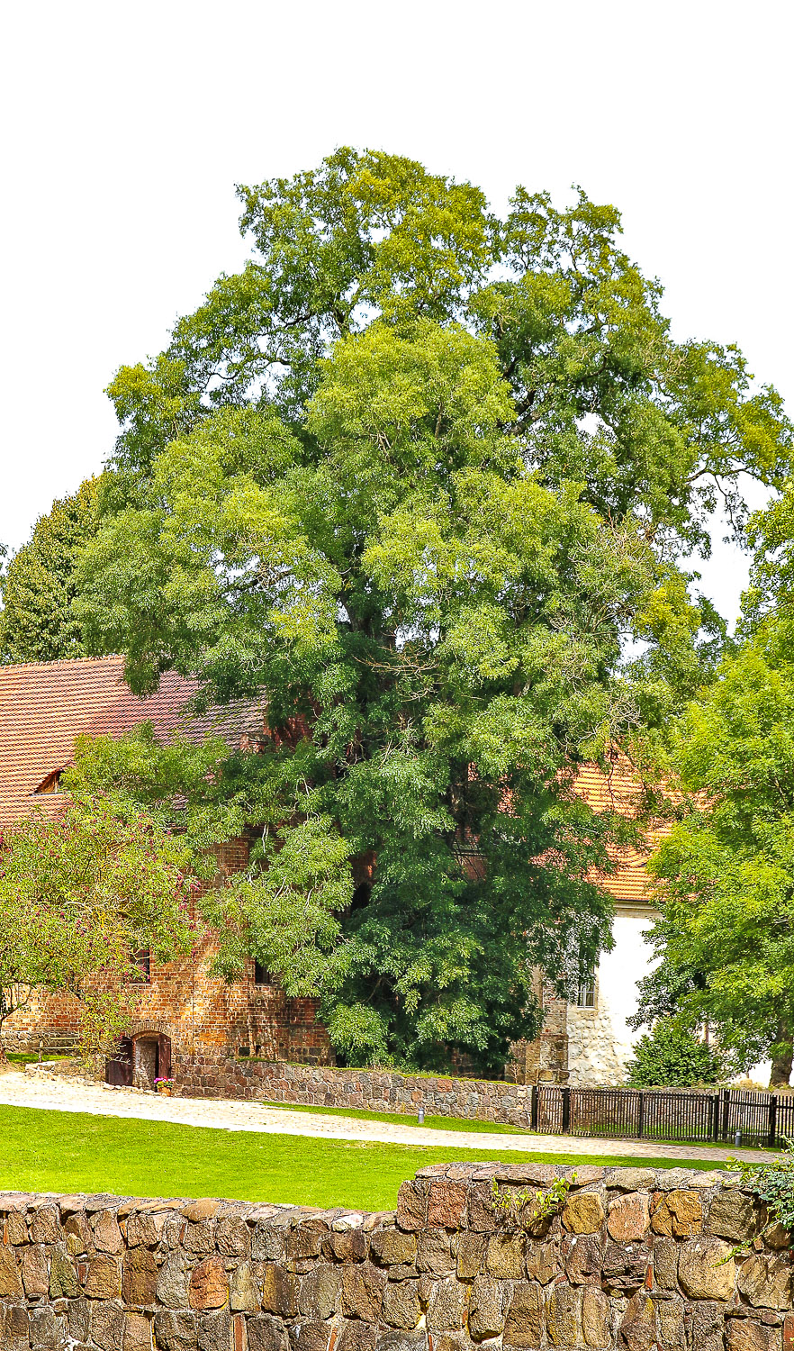 Styphnolobium japonicum - Kloster Chorin - 2014