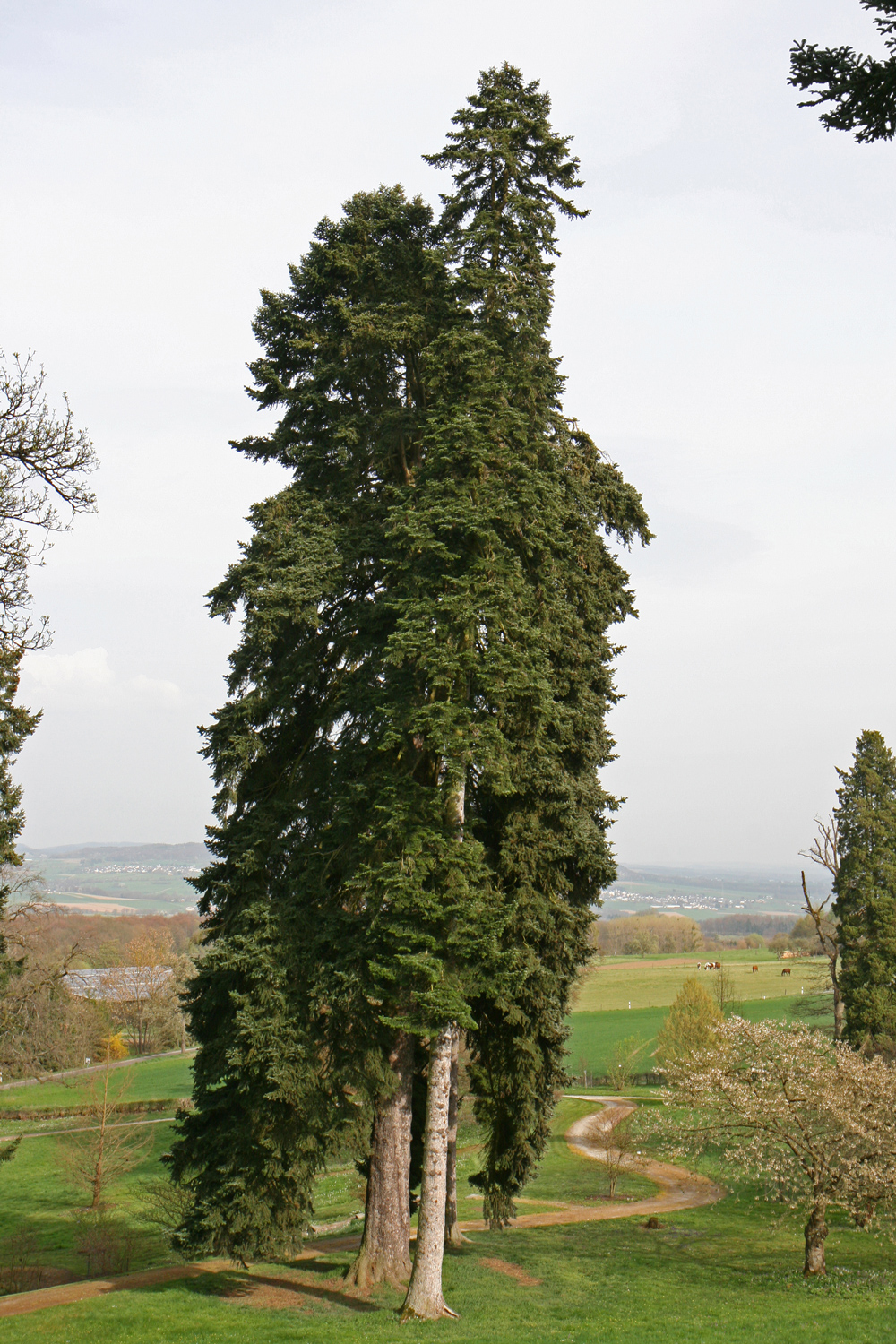 Abies alba