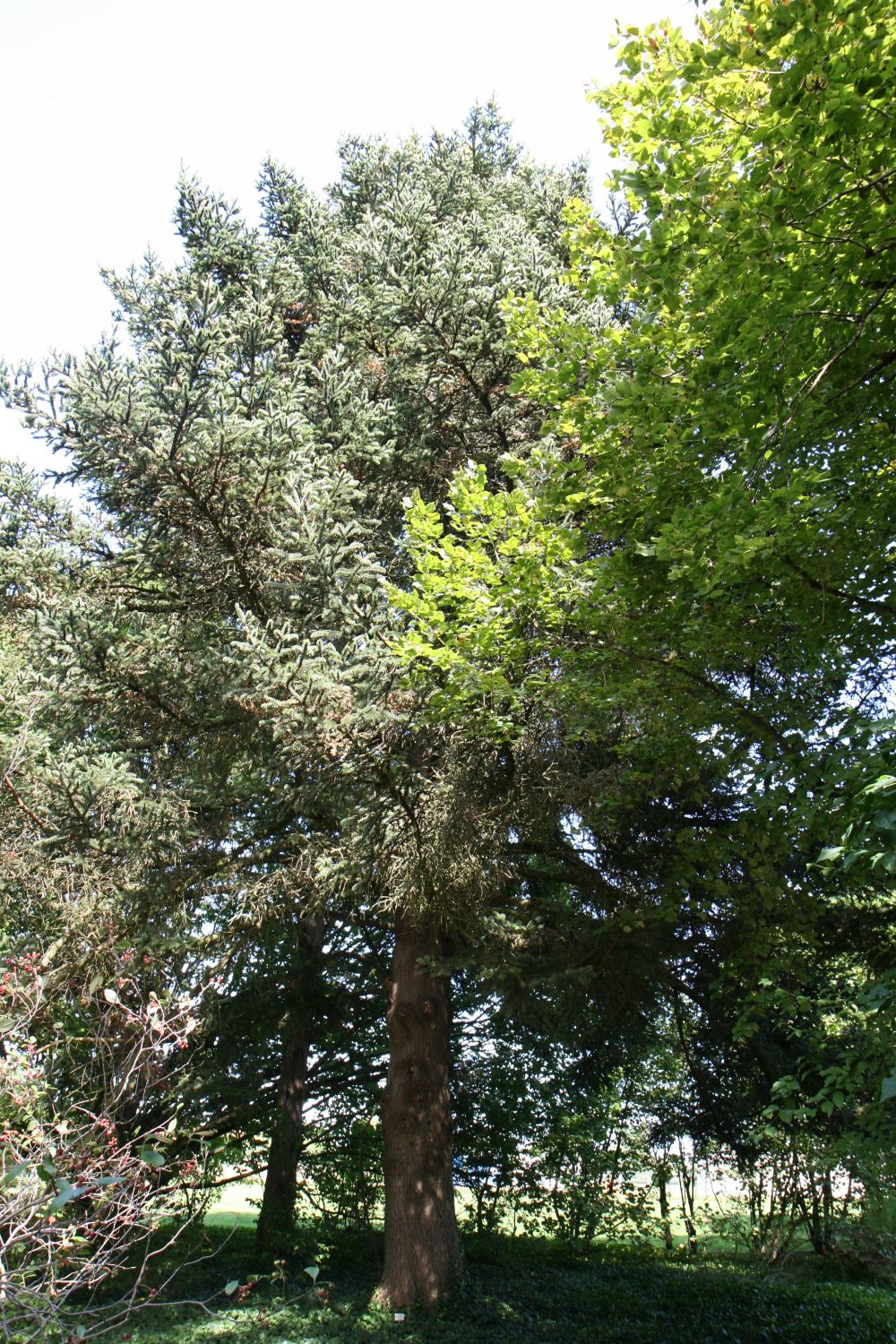 Abies cephalonica