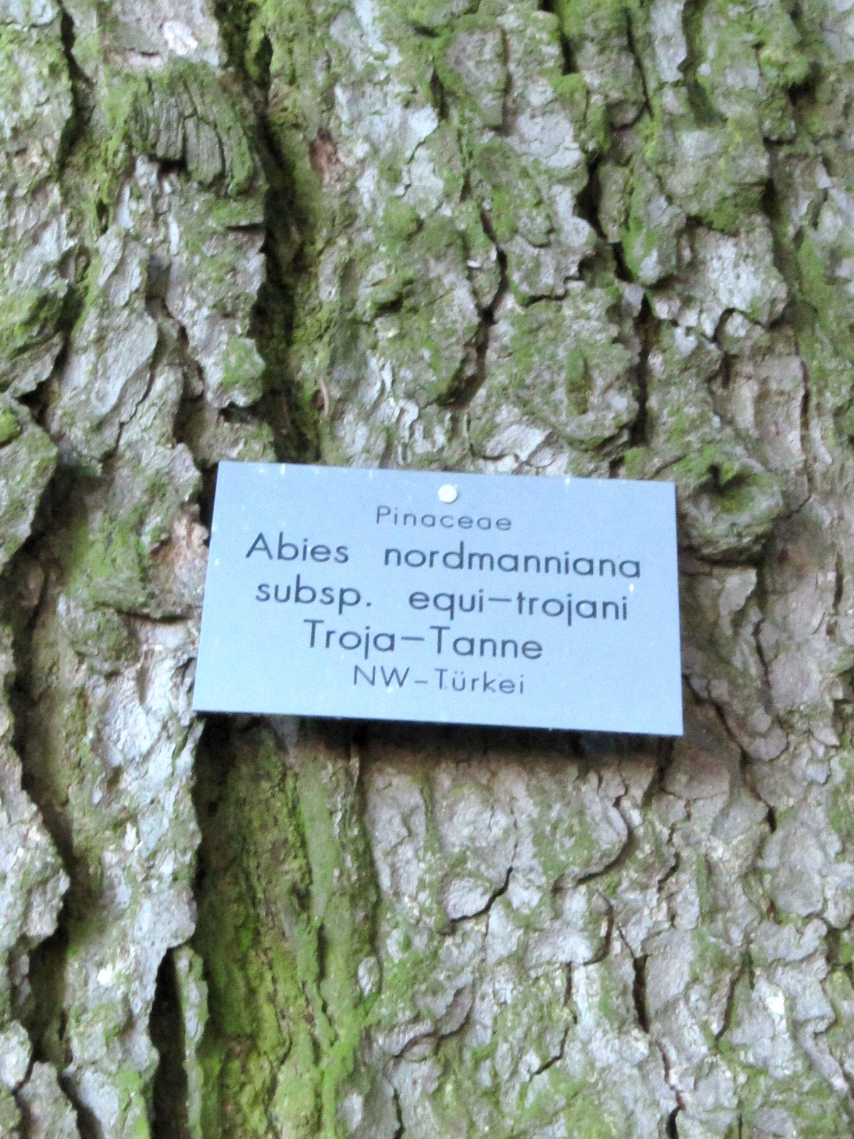 Abies nordmanniana subsp. equi-trojani - Schlosspark Molsberg - Jan. 2024