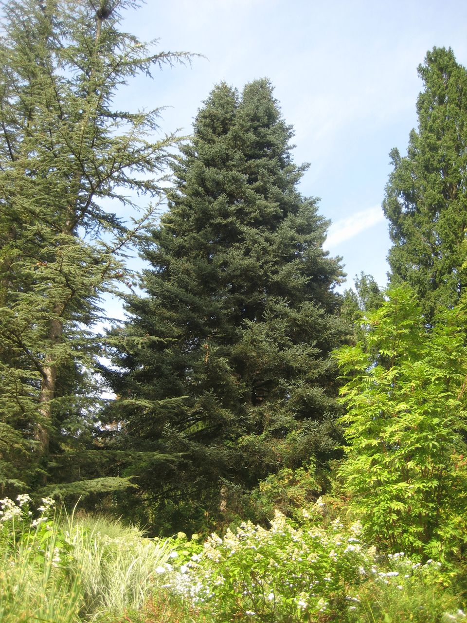 Abies pinsapo - Weihenstephan - Sept. 2023