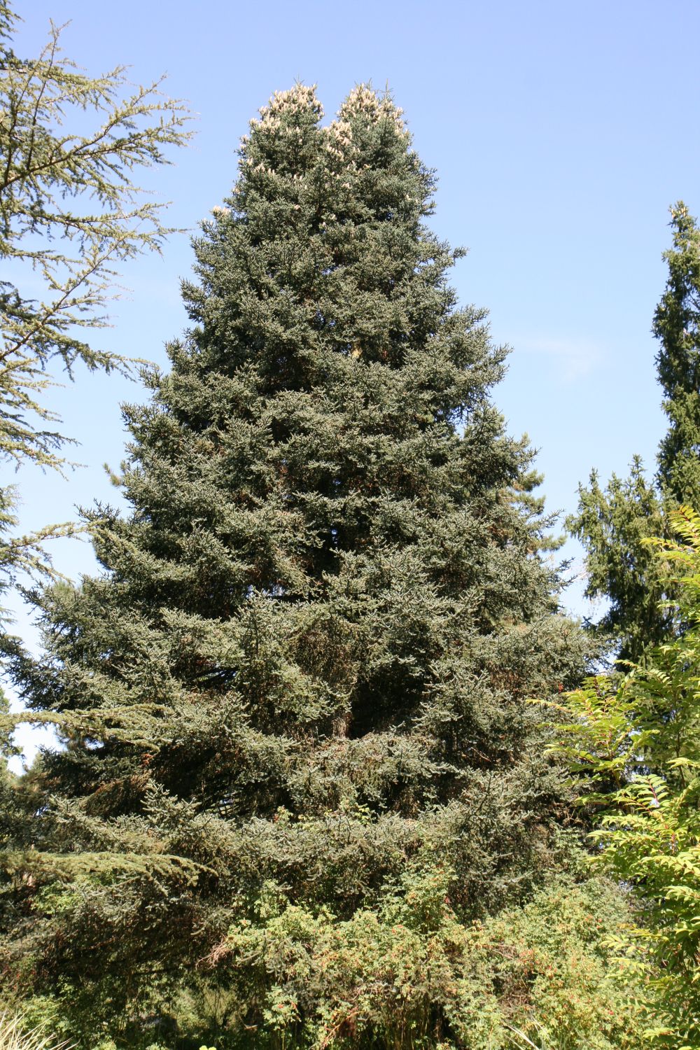Abies pinsapo