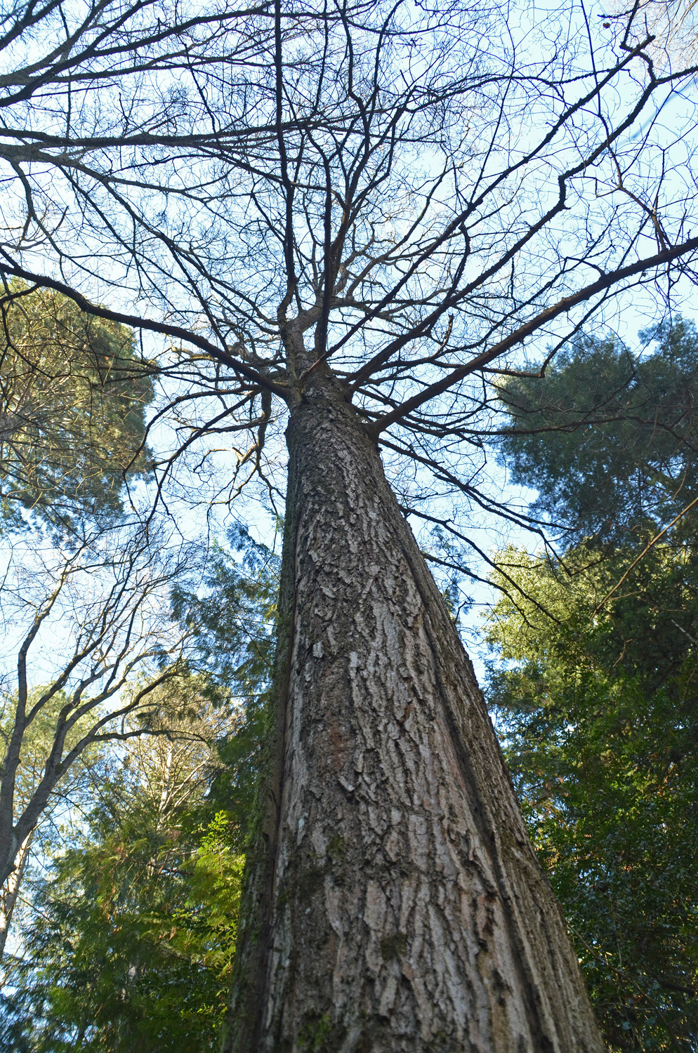 Acer saccharum