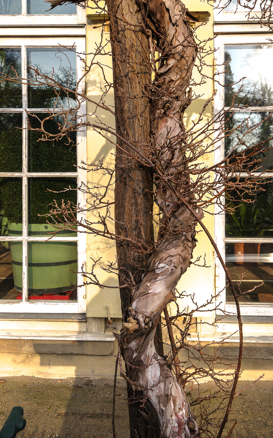 Actinidia arguta - Potsdam - Dez. 2020