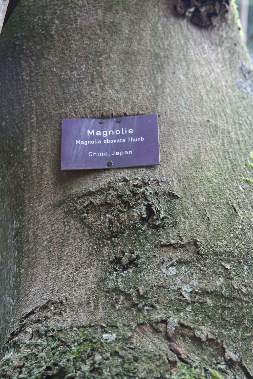 Magnolia obovata - Heidelberg - Jan. 2018