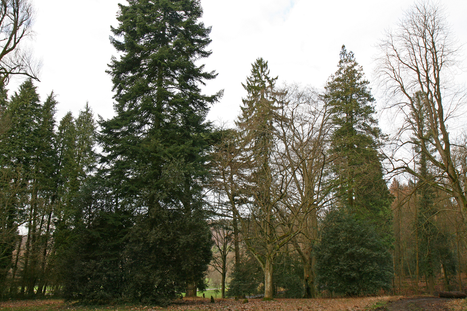 Magnolia obovata - Heidelberg - Jan. 2018