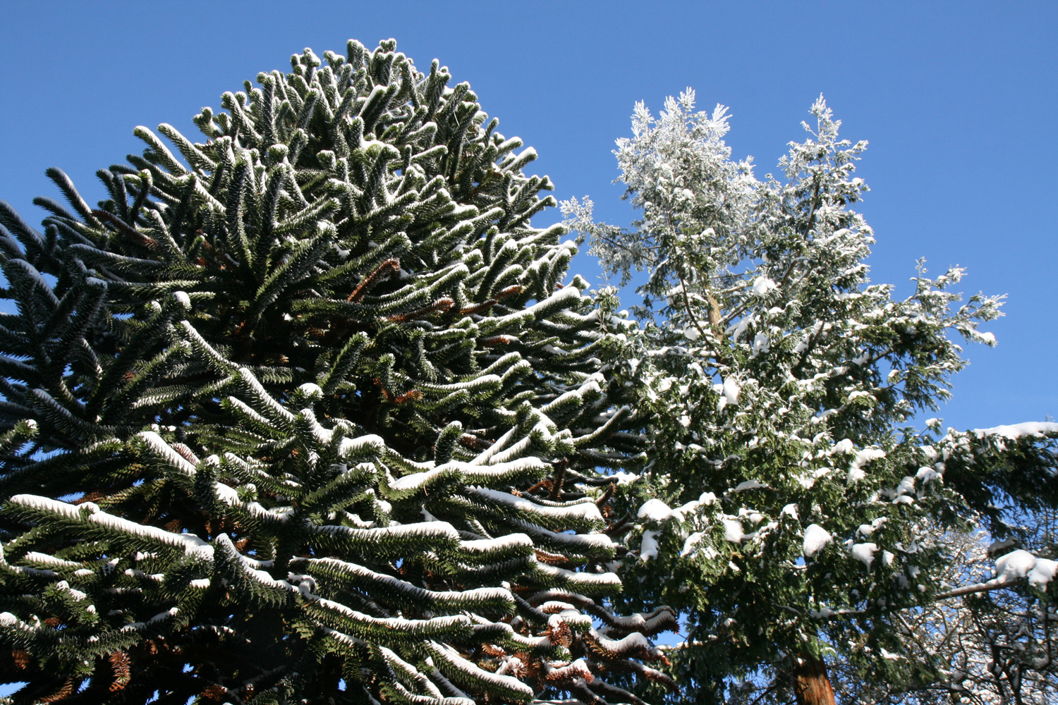 Araucaria araucana - Alpenrod - Jan. 2024