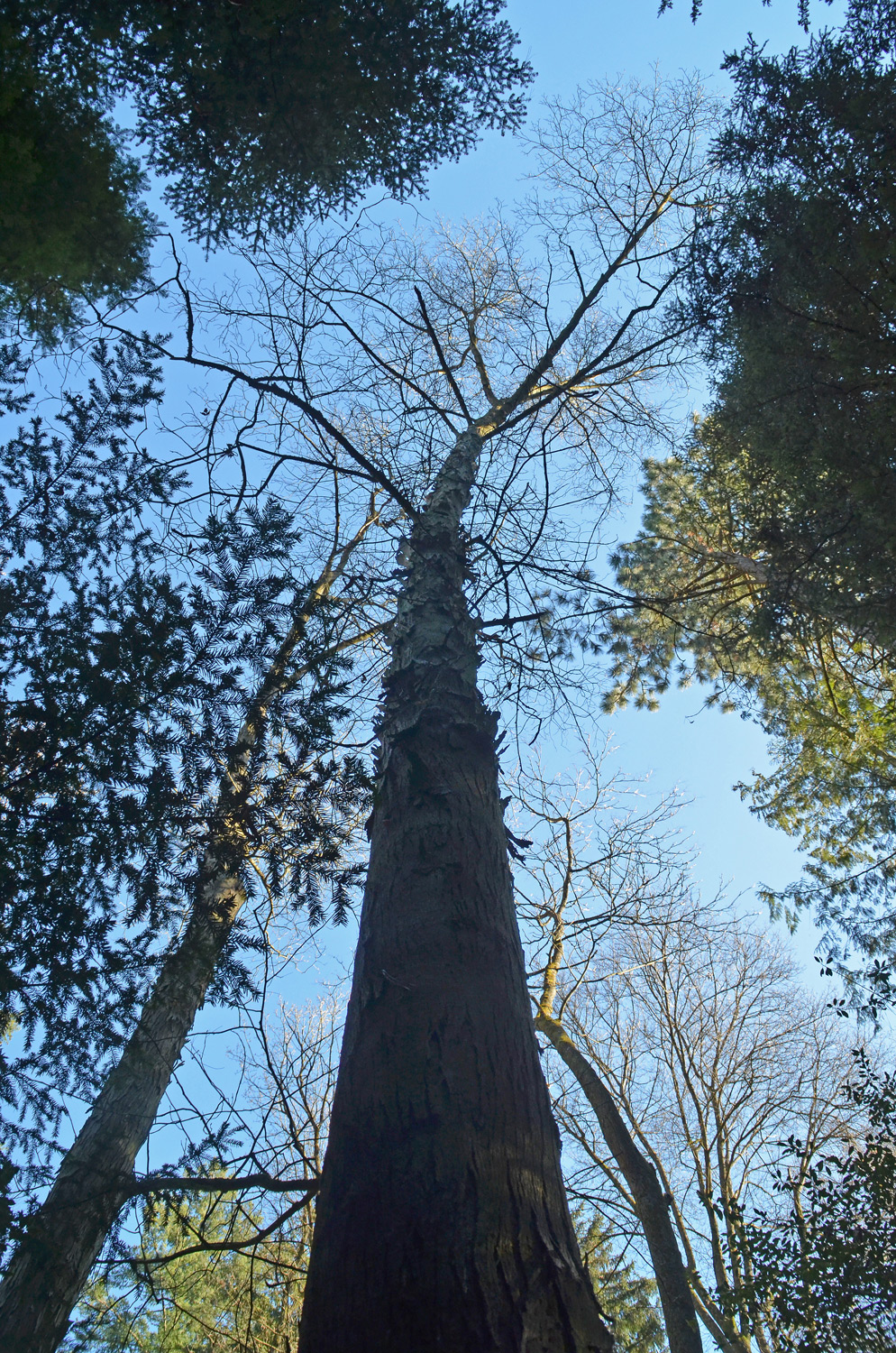 Carya ovata