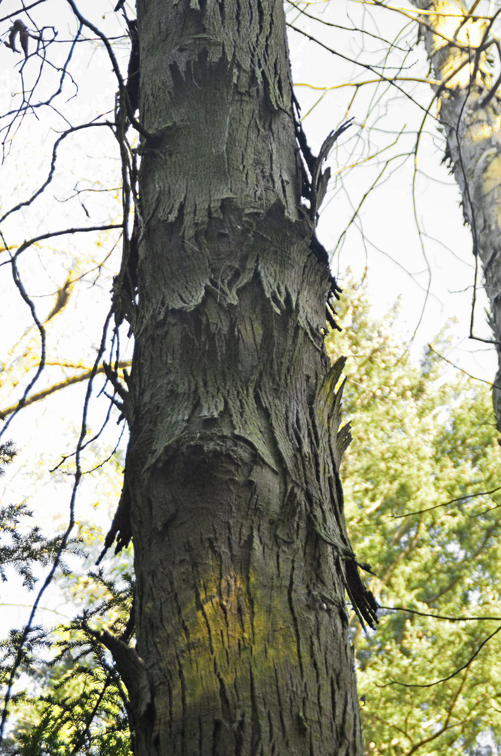Carya ovata - Metzingen - Feb. 2023