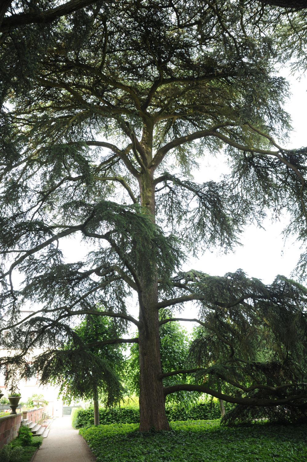 Cedrus libani