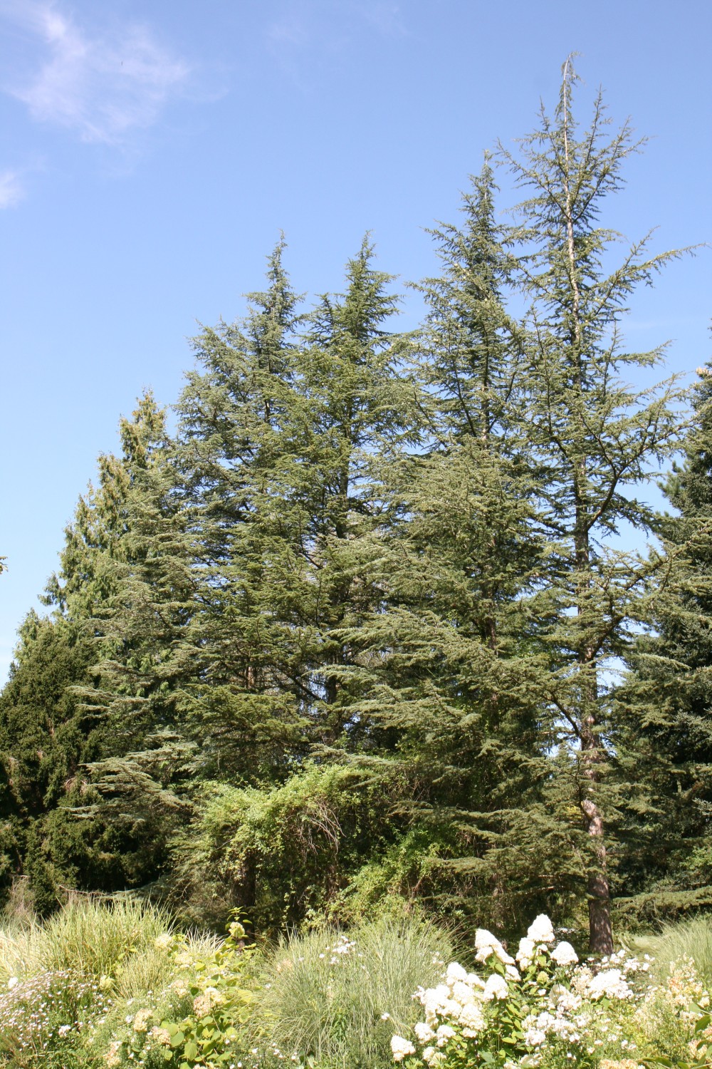 Cedrus libani