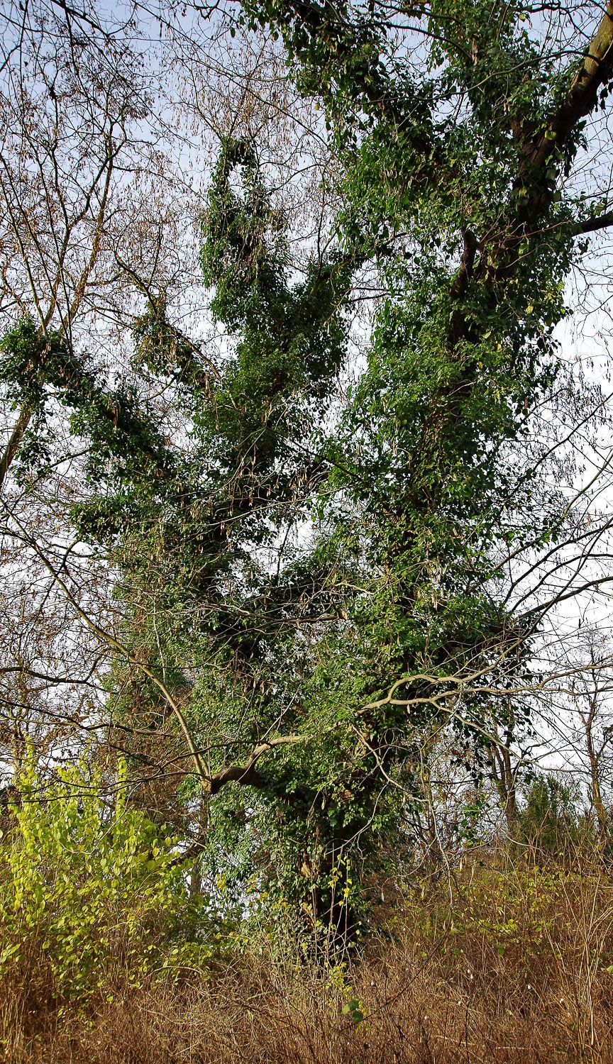 Cladrastis kentukea