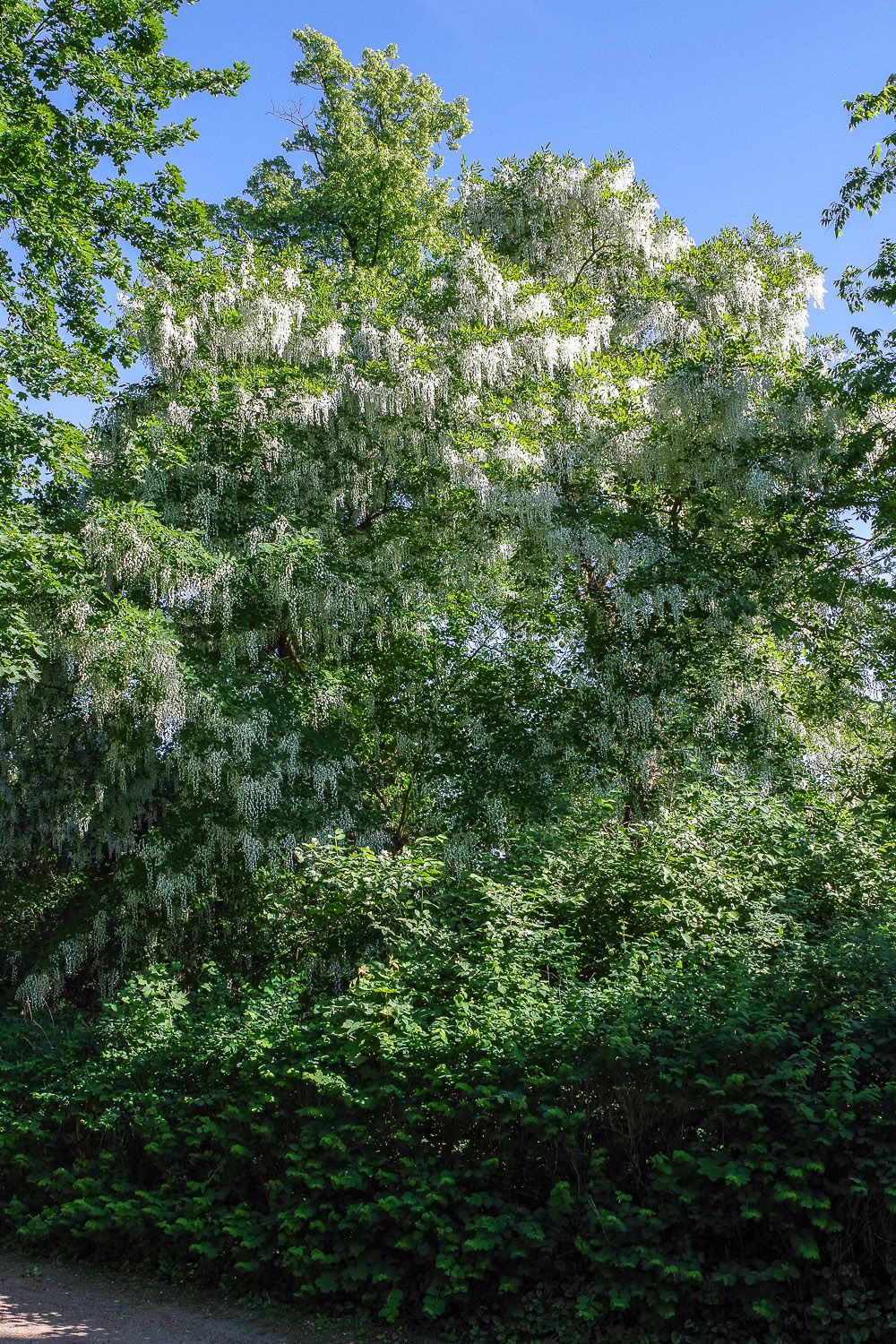 Cladrastis kentukea - Marquardt - April 2020