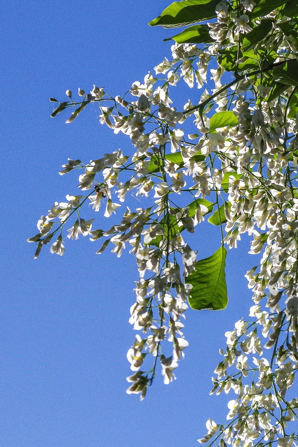 Cladrastis kentukea - Marquardt - April 2020