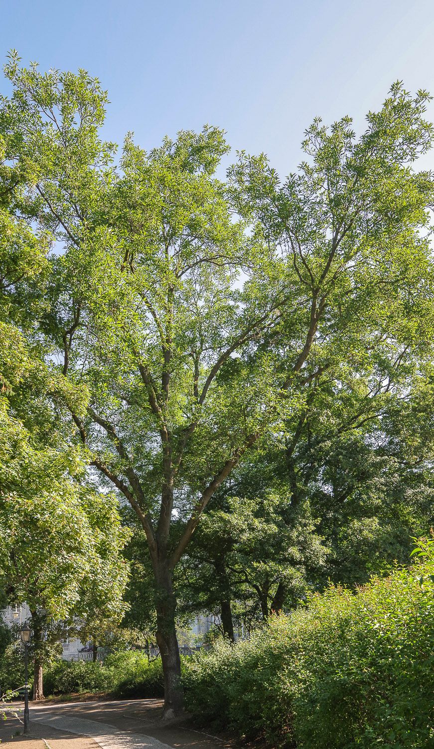 'Diversifolia' excelsior Fraxinus