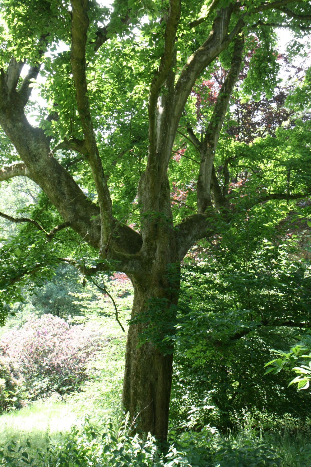 kobus Magnolia var. borealis