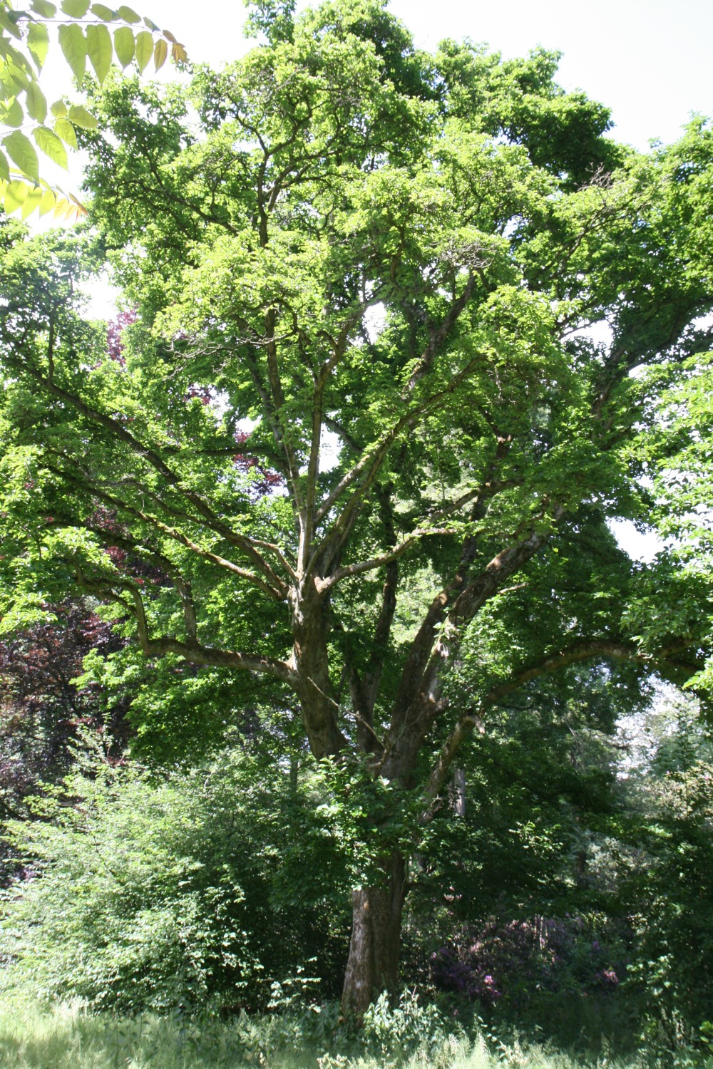 Magnolis kobus var. borealis - Schlosspark Heltorf - 2022