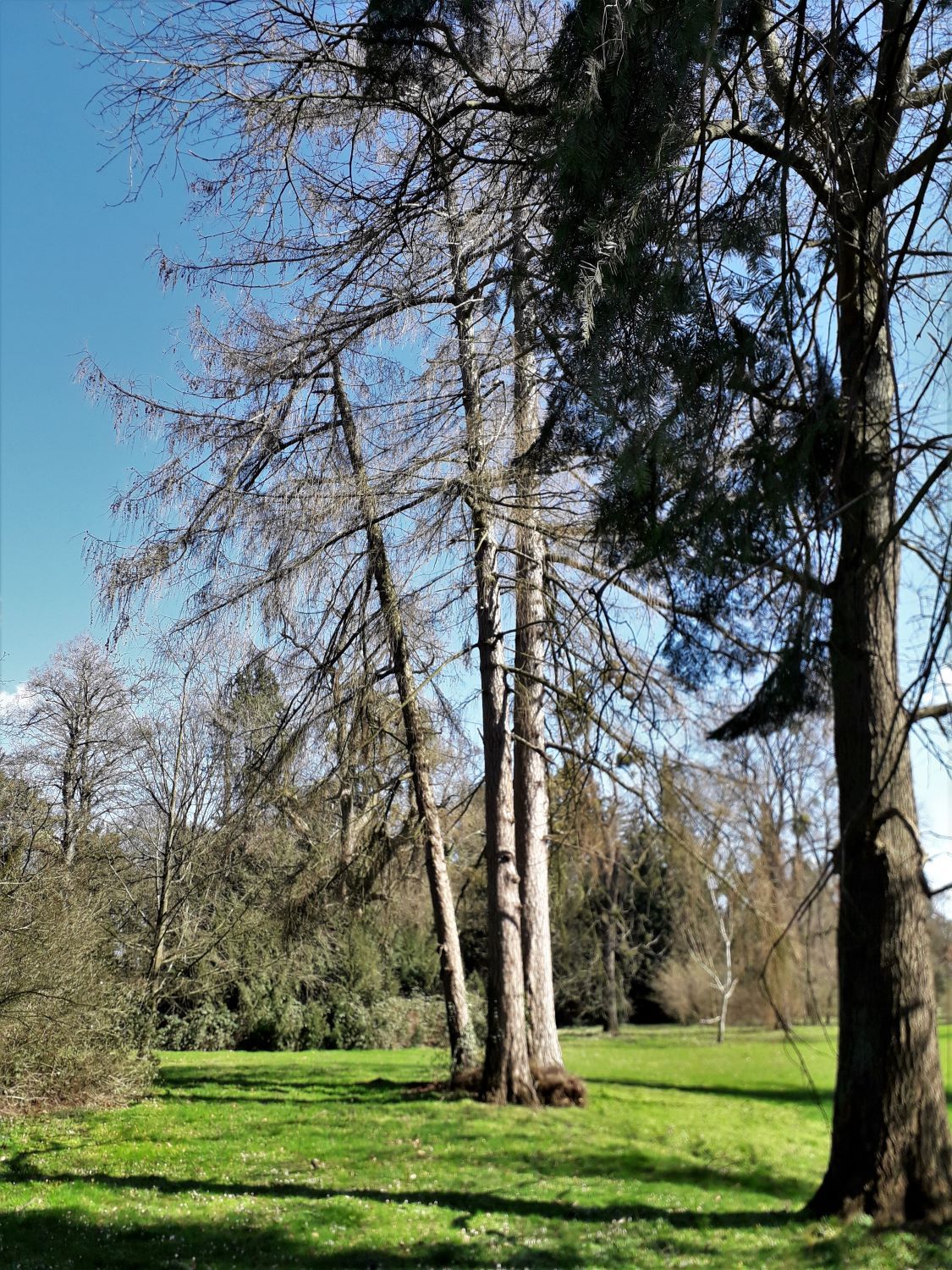 decidua Larix