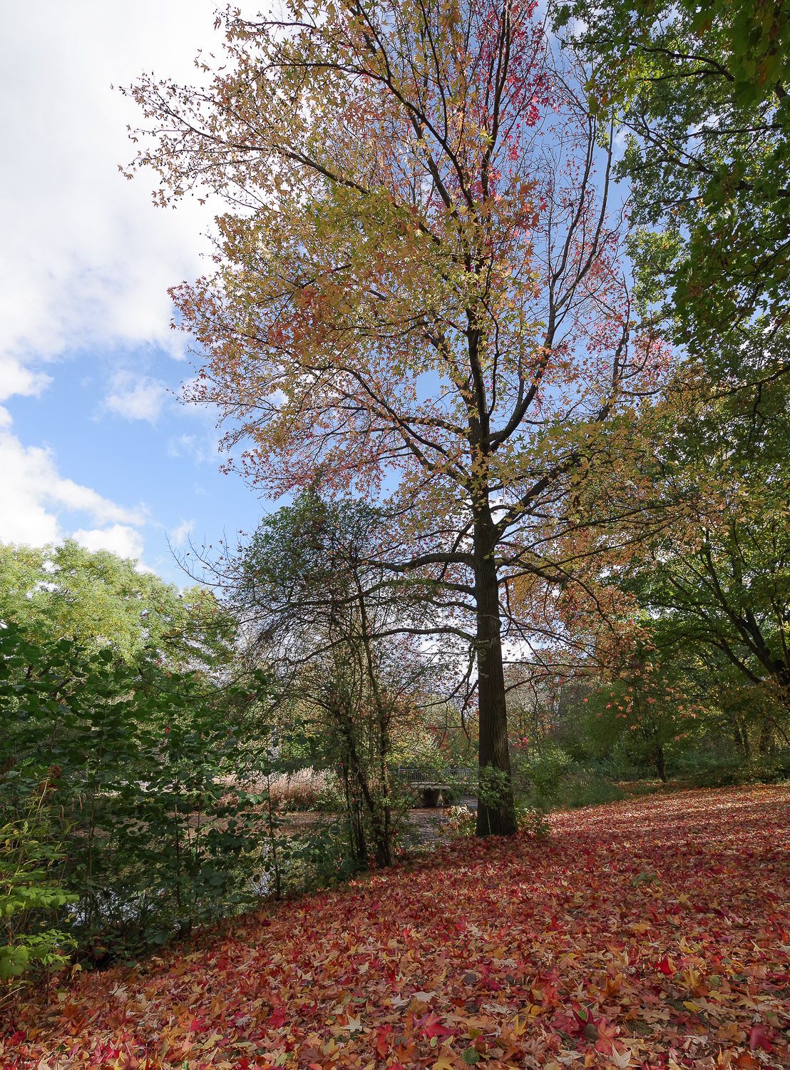 Liquidambar styraciflua - Berlin - 2020