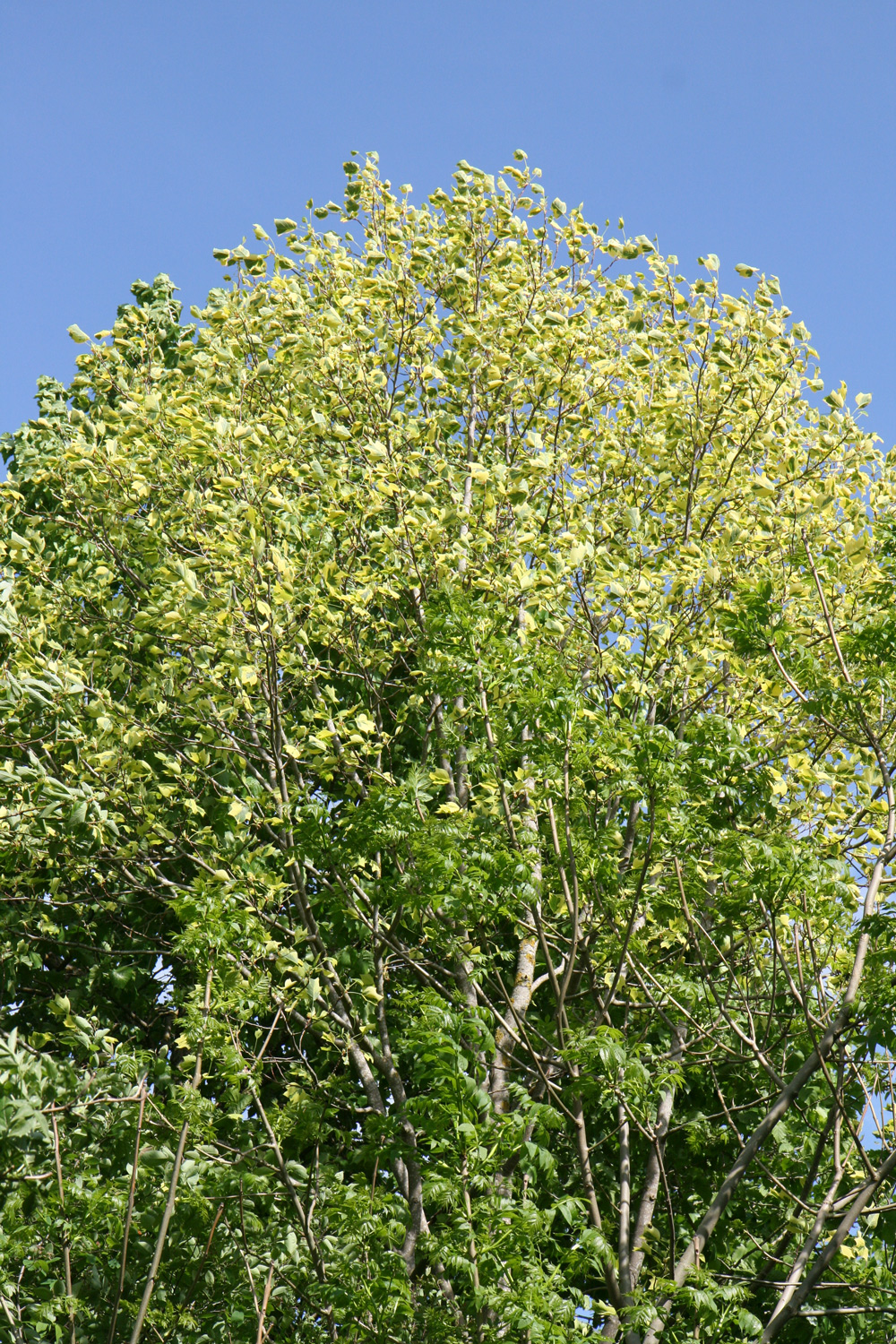 Liriodendron tulipifera 'Aureomarginatum' - Alpenrod - Mai 2022
