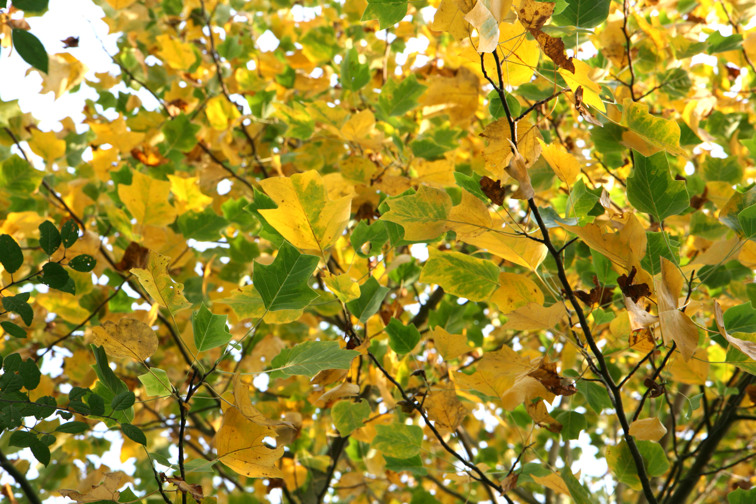 Liriodendron tulipifera 'Aureomarginatum' - Alpenrod - Okt. 2017