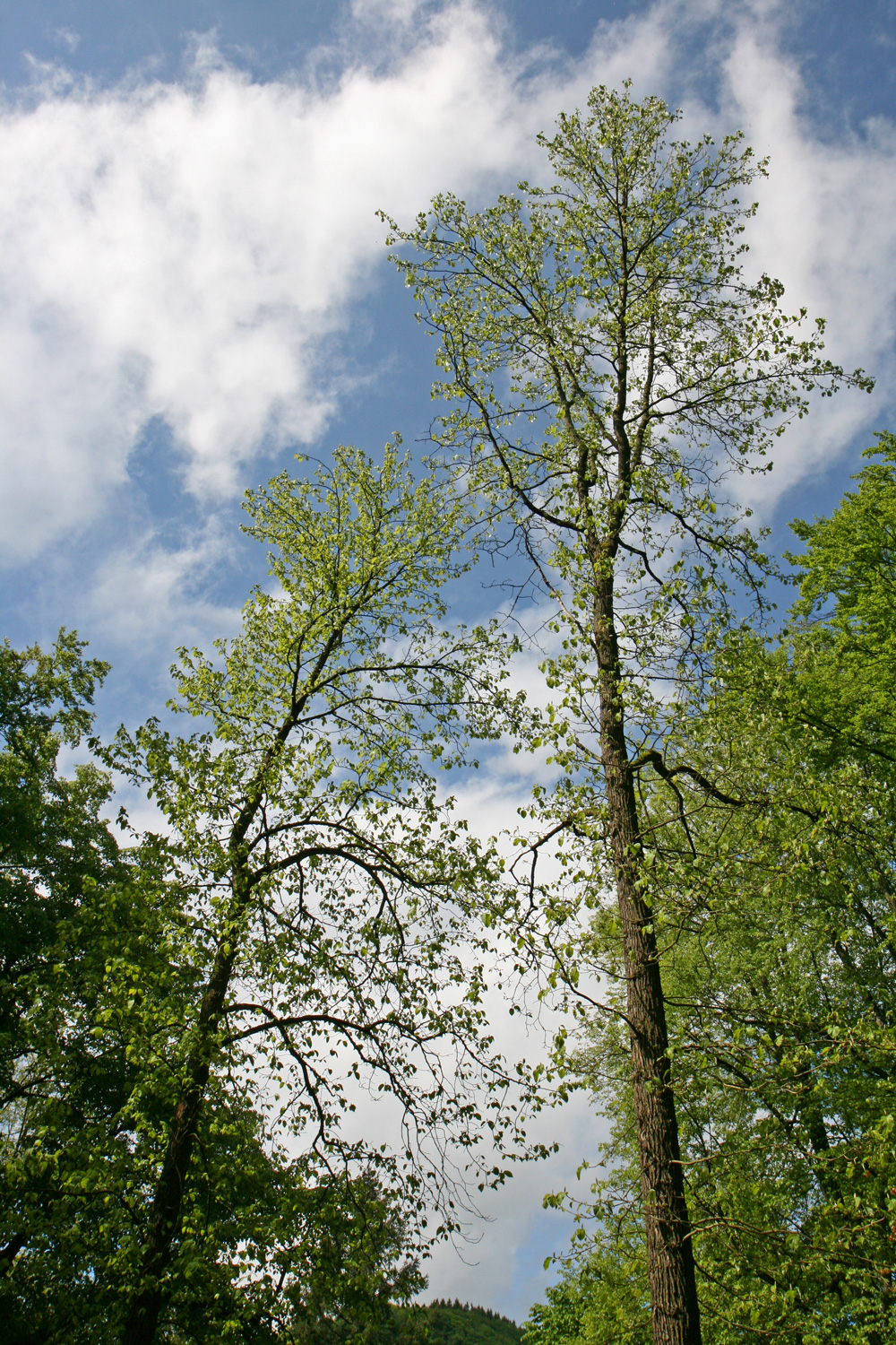acuminata Magnolia