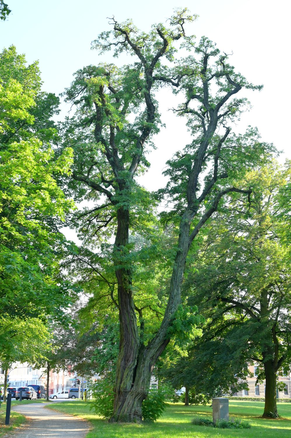 Robinia pseudoacacia 'Tortuosa' - Schwerin - 2020