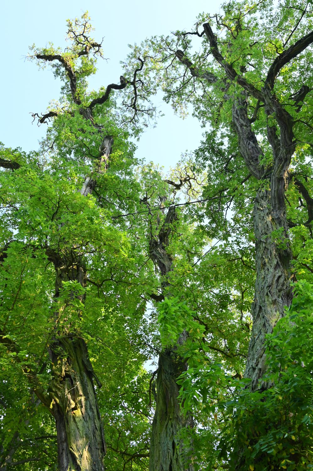 Robinia pseudoacacia 'Tortuosa' - Schwerin - 2020