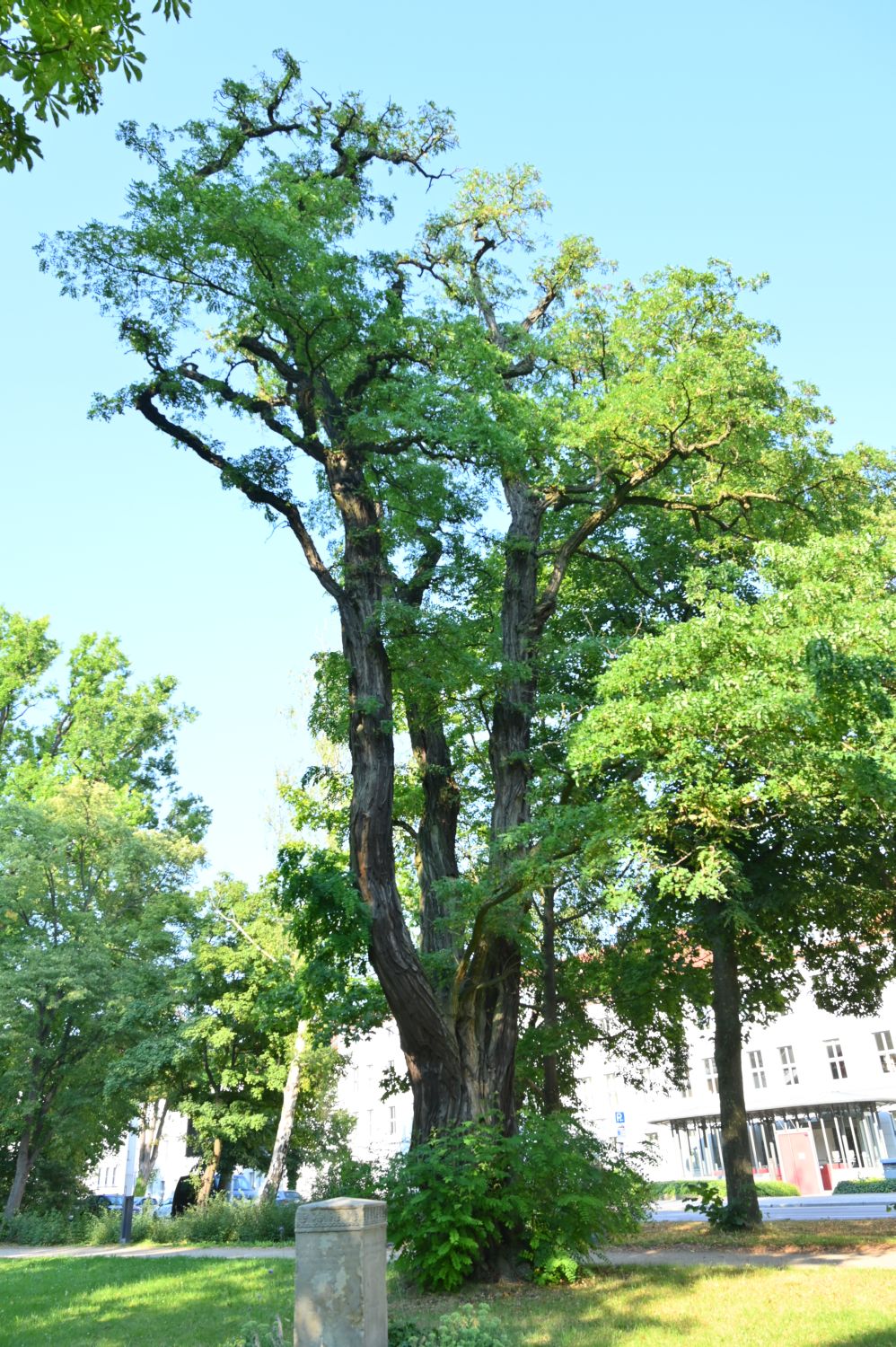 Robinia pseudoacacia 'Tortuosa' - Schwerin - 2020