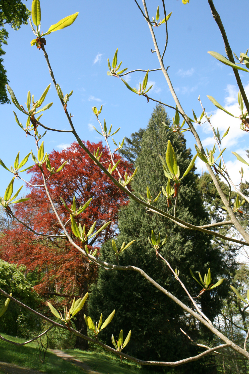 Magnolia obovata - Wallmerod-Molsberg - Mai 2021