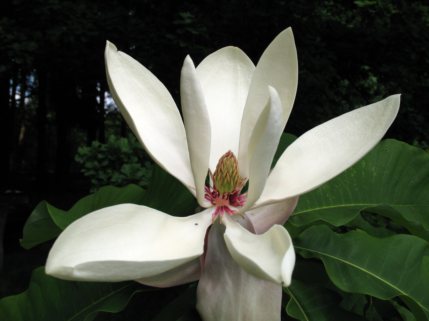 Magnolia officinalis var. officinalis - Ailertchen - Mai 2007