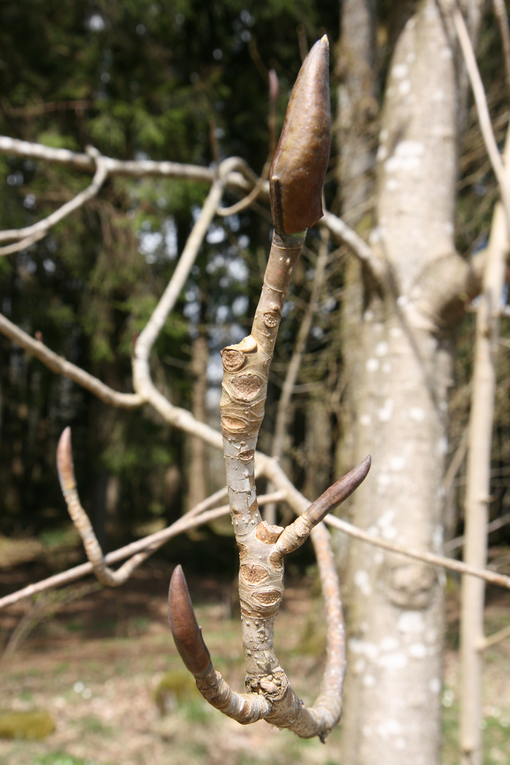 Magnolia officinalis var. officinalis - Ailertchen - April 2018
