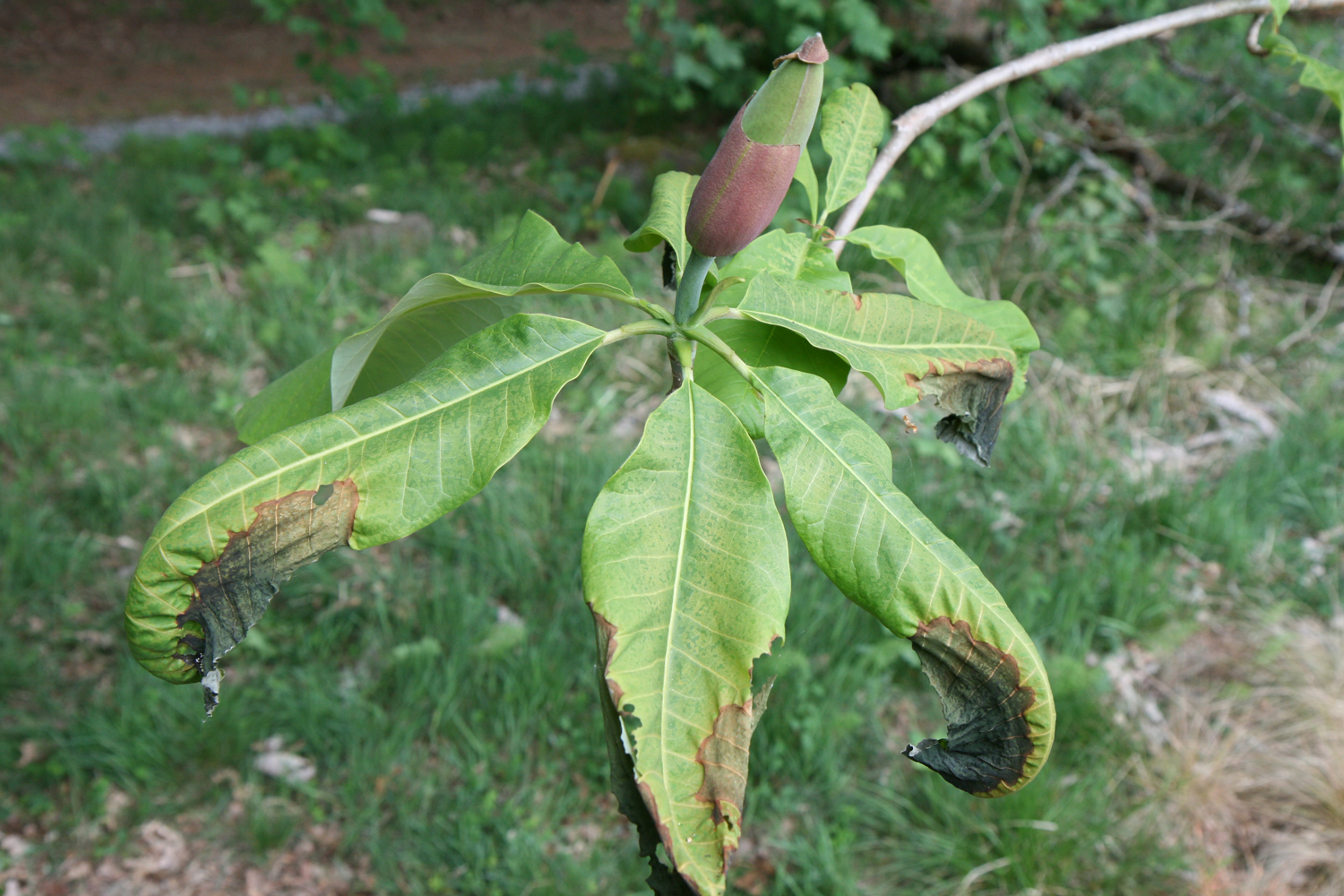 Magnolia officinalis var. officinalis - Ailertchen - Mai 2011