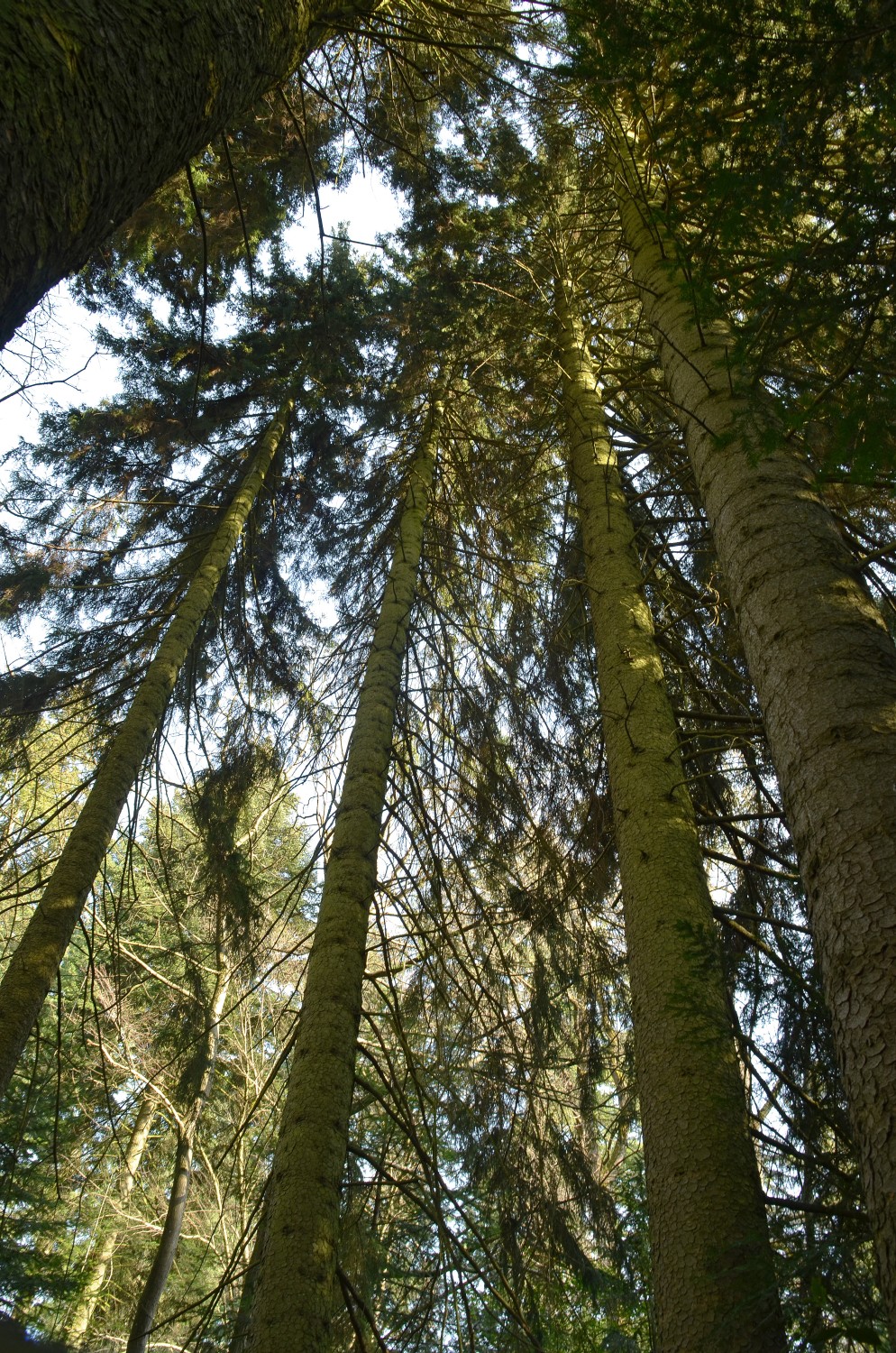 orientalis Picea