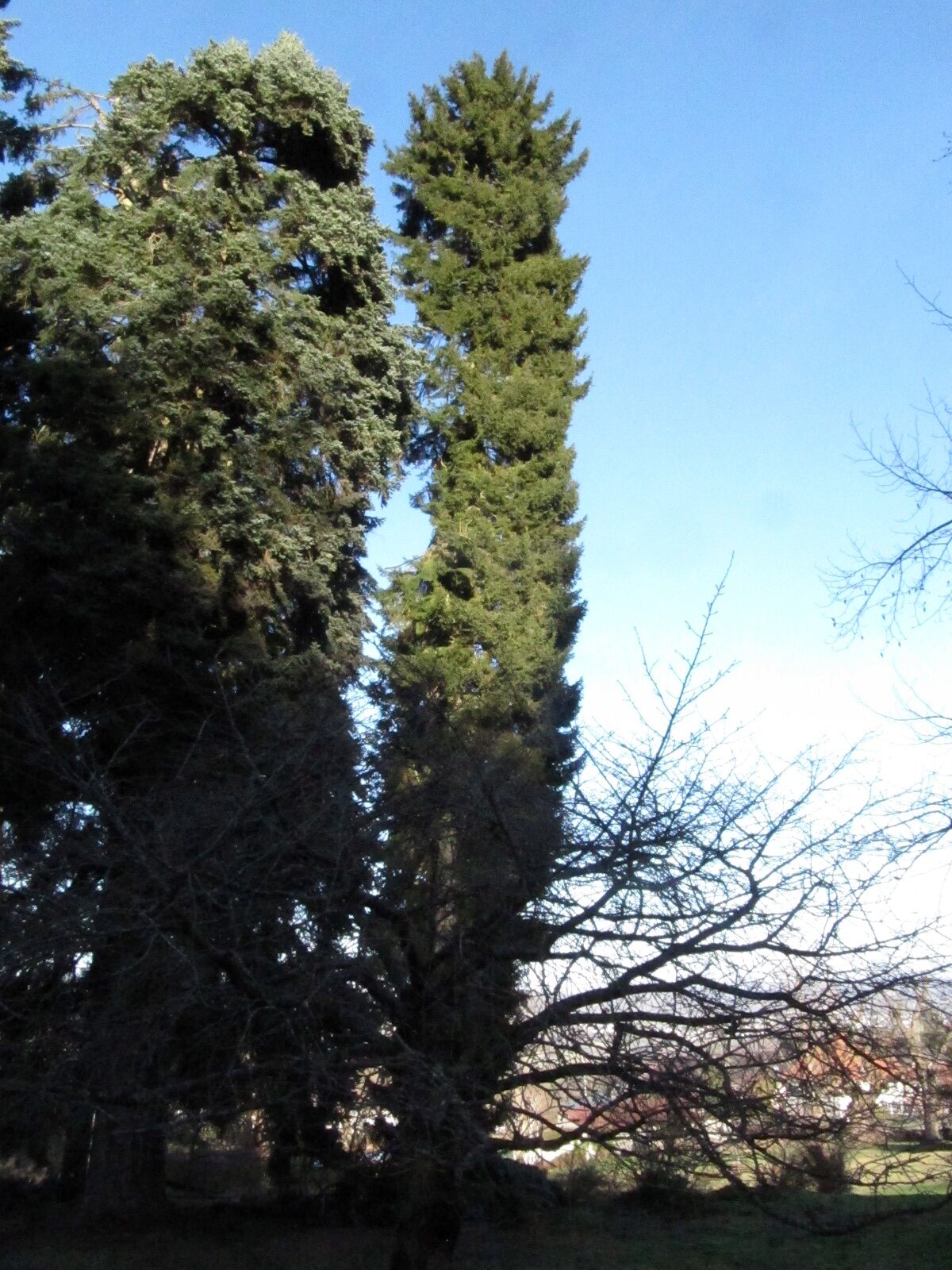 orientalis Picea
