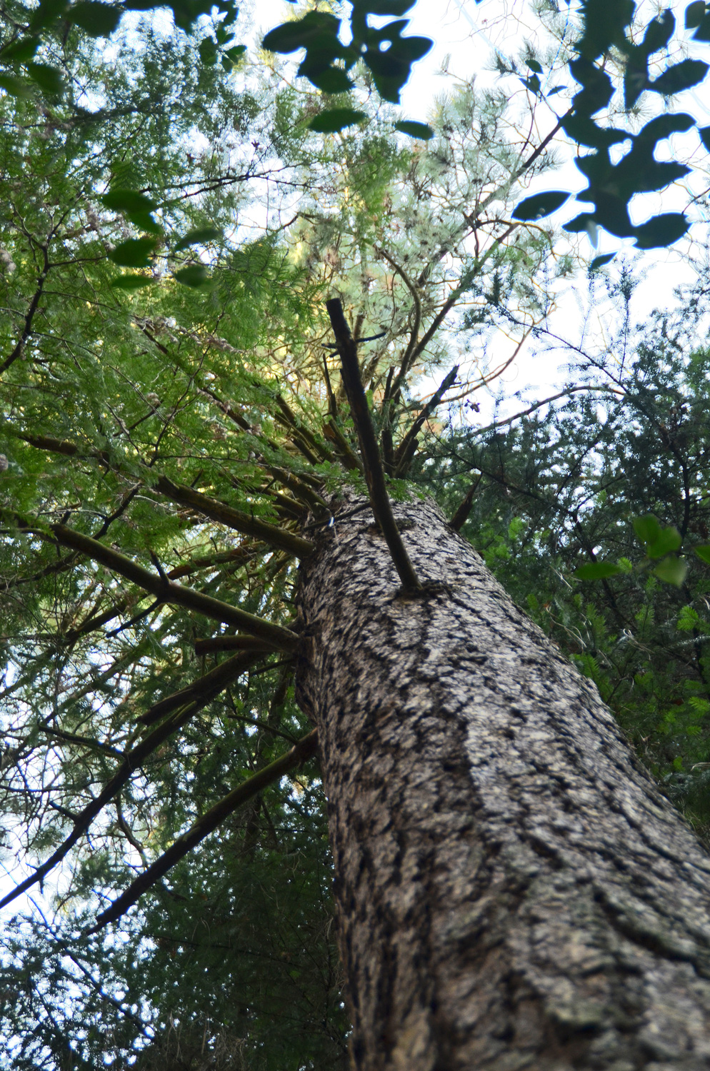 Pinus ponderosa
