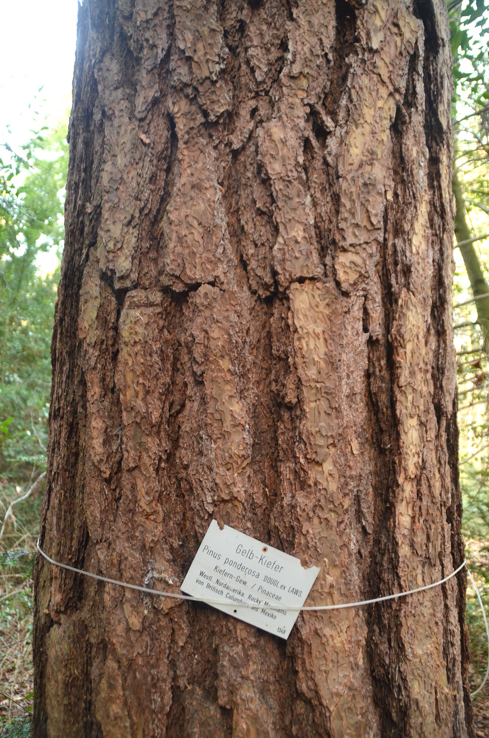 Pinus ponderosa - Arboretum Florianswald - Januar 2023