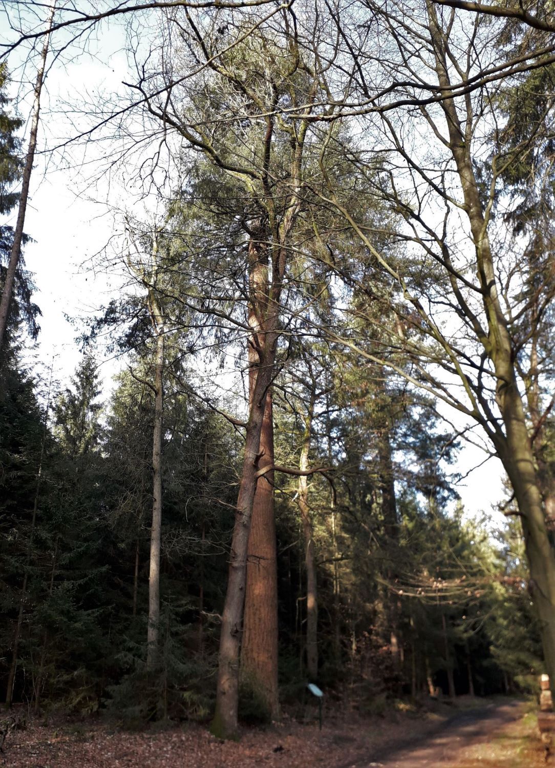 Pseudotsuga menziesii - Feuerschützenbostel - 2020