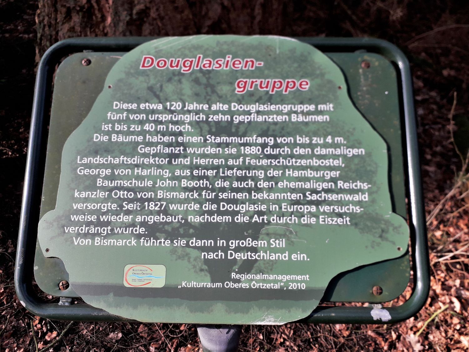 Pseudotsuga menziesii - Feuerschützenbostel - 2020