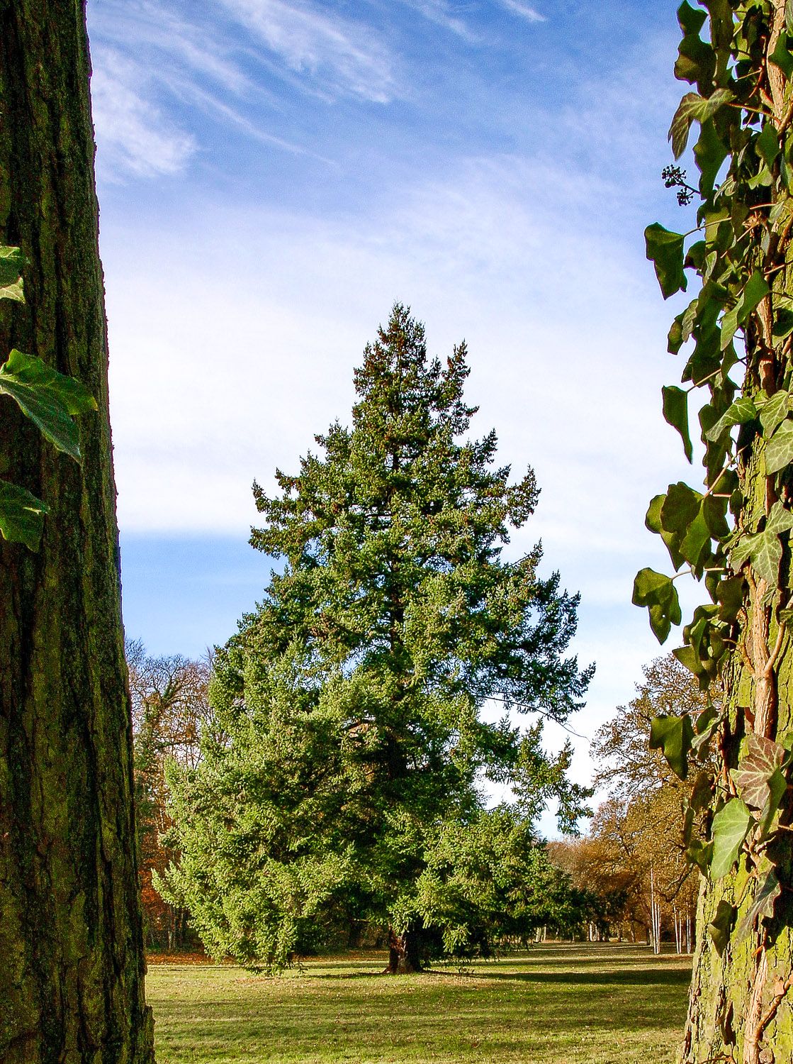 Pseudotsuga menziesii var. caesia - Potsdam, Sanssouci - 2020