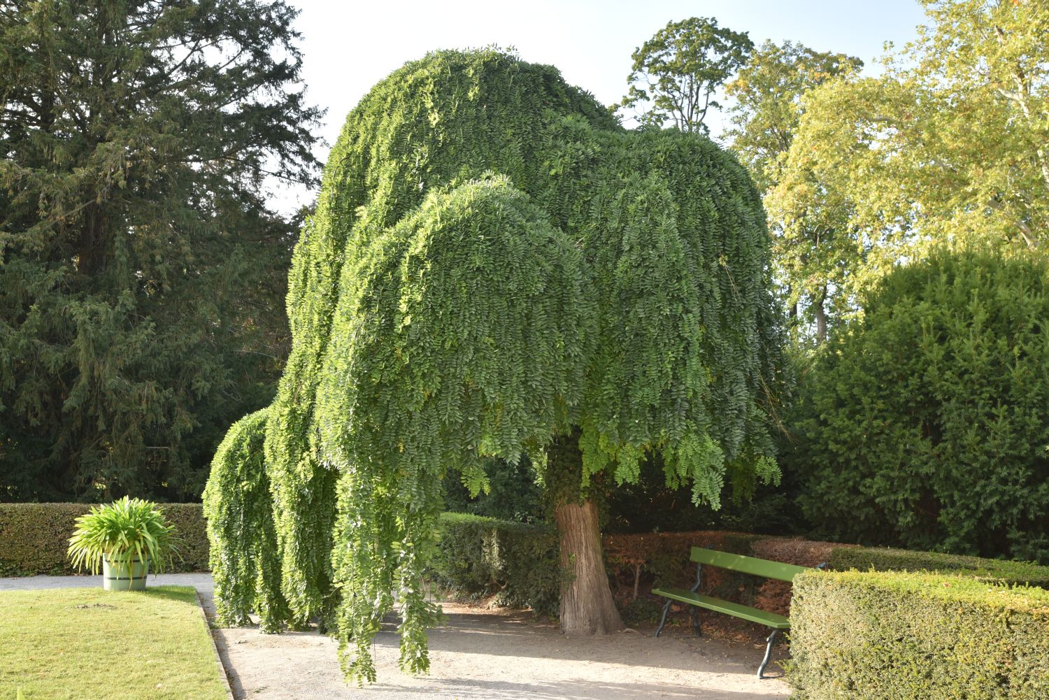 'Pendulum' japonicum Styphnolobium