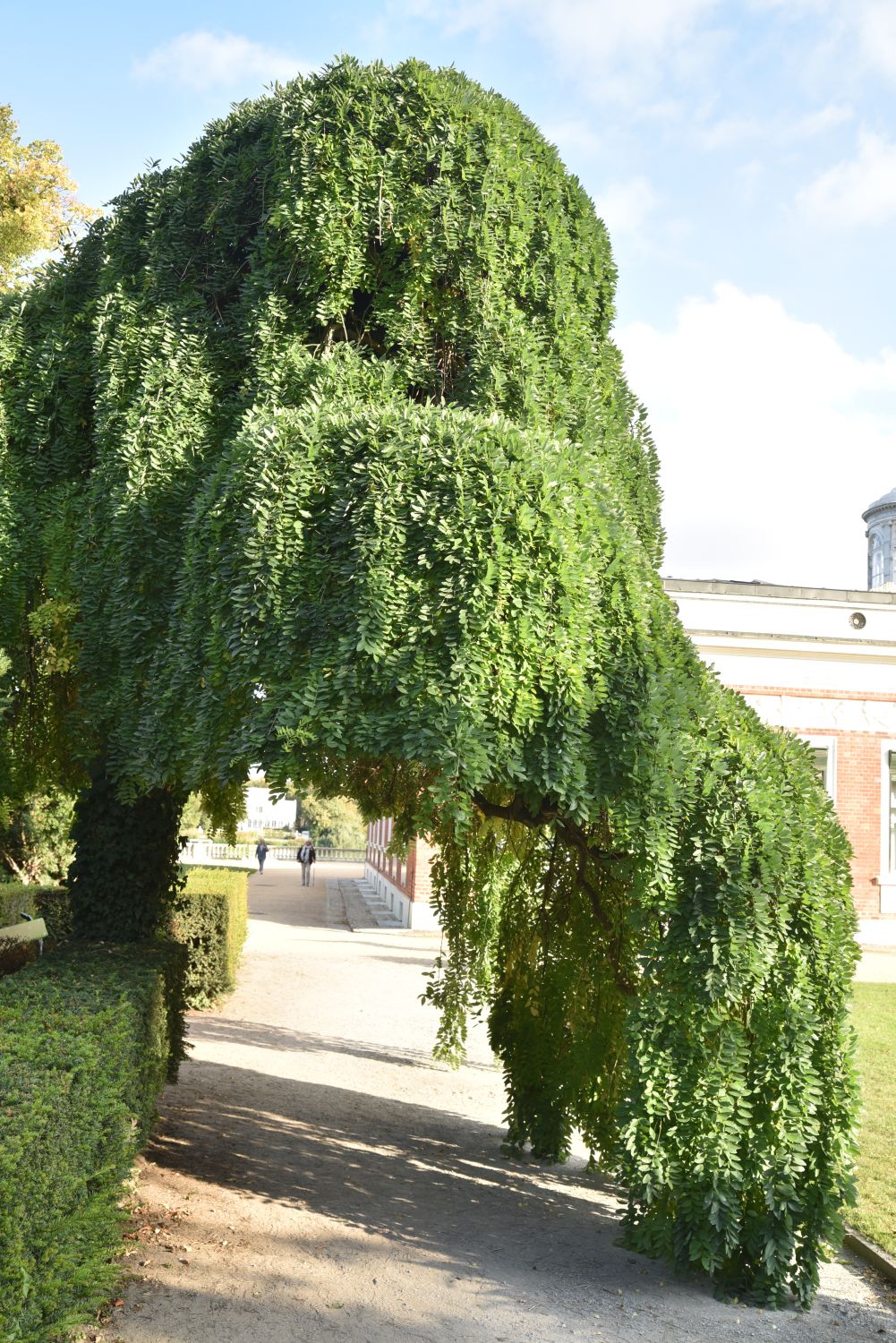 Styphnolobium japonicum 'Pendulum' - Potsdam Neuer Garten - 2019