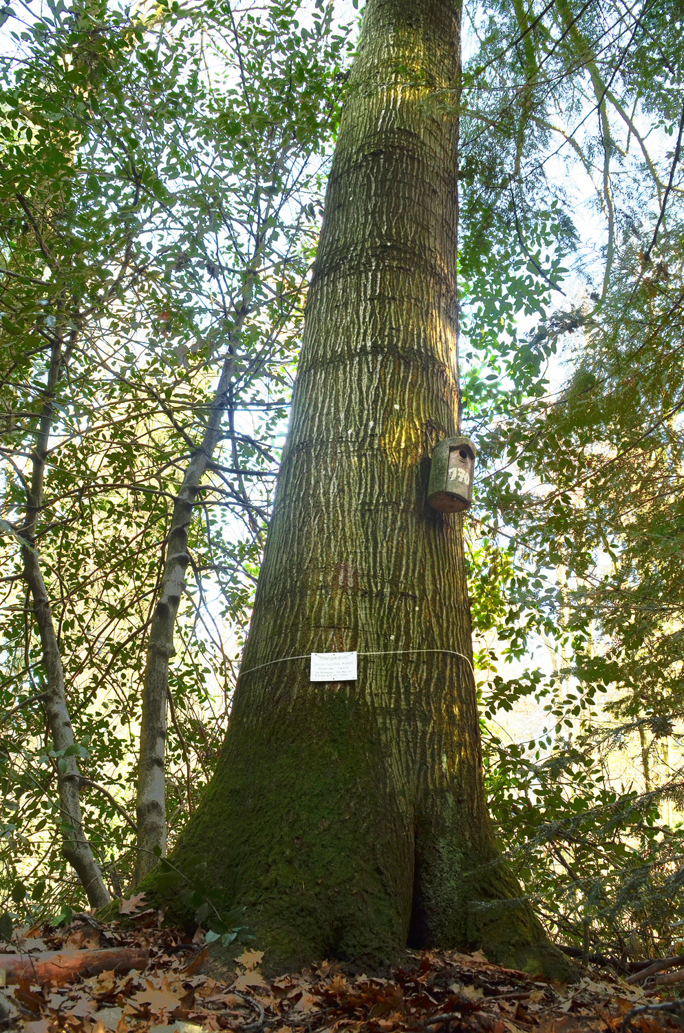 coccinea Quercus