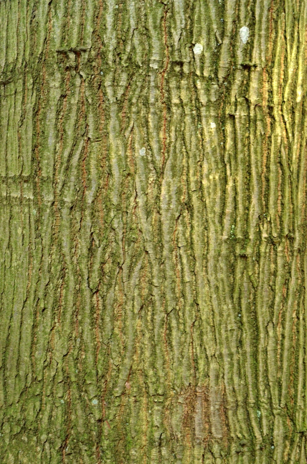 Quercus coccinea - Metzingen - 2021