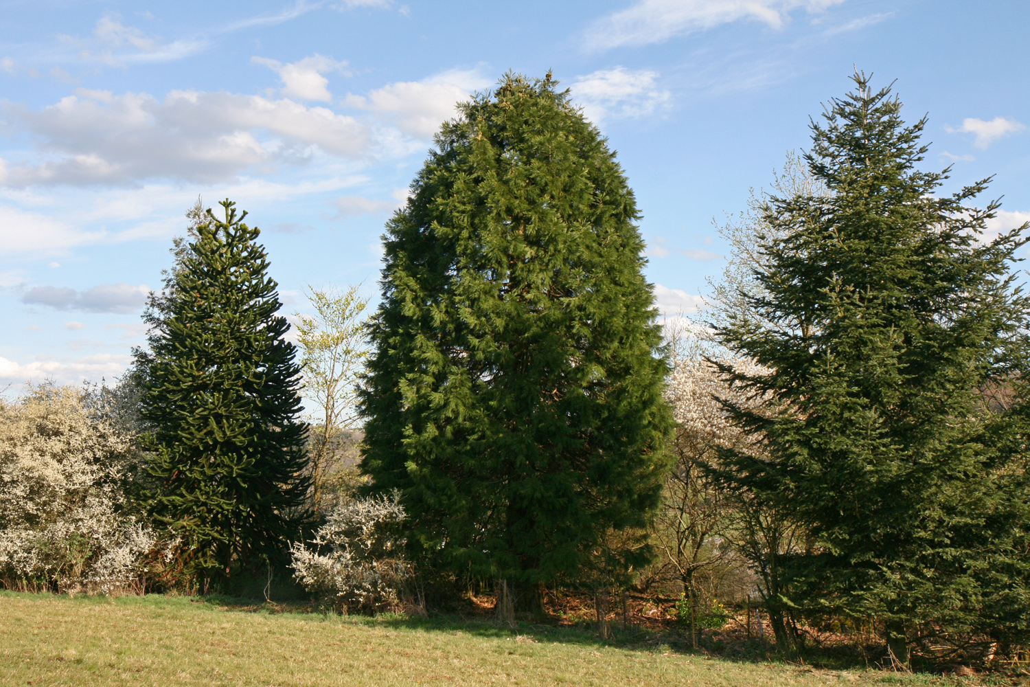 Sequoiadendron giganteum - Alpenrod - Juli 2023