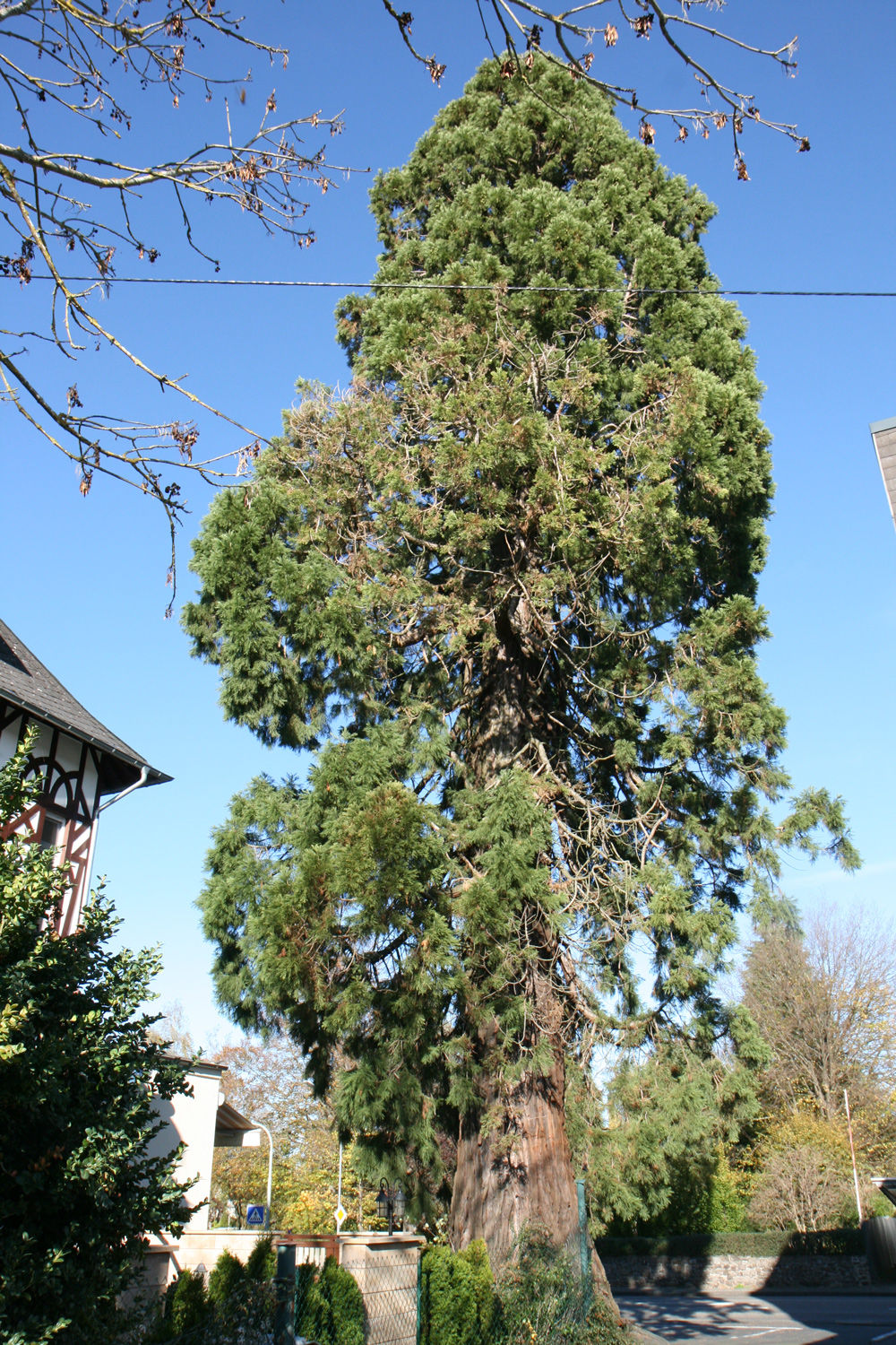 Sequoiadendron giganteum - Hachenburg - Nov. 2022