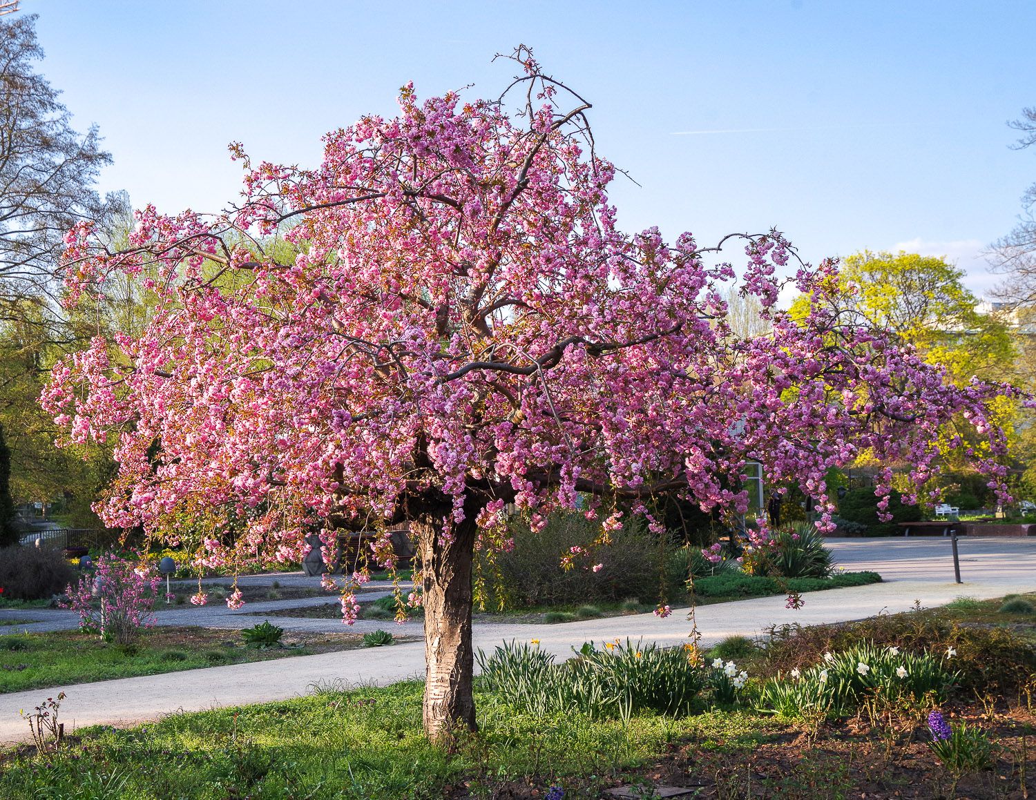 'Kiku-Shidare-Sakura' Prunus serrulata
