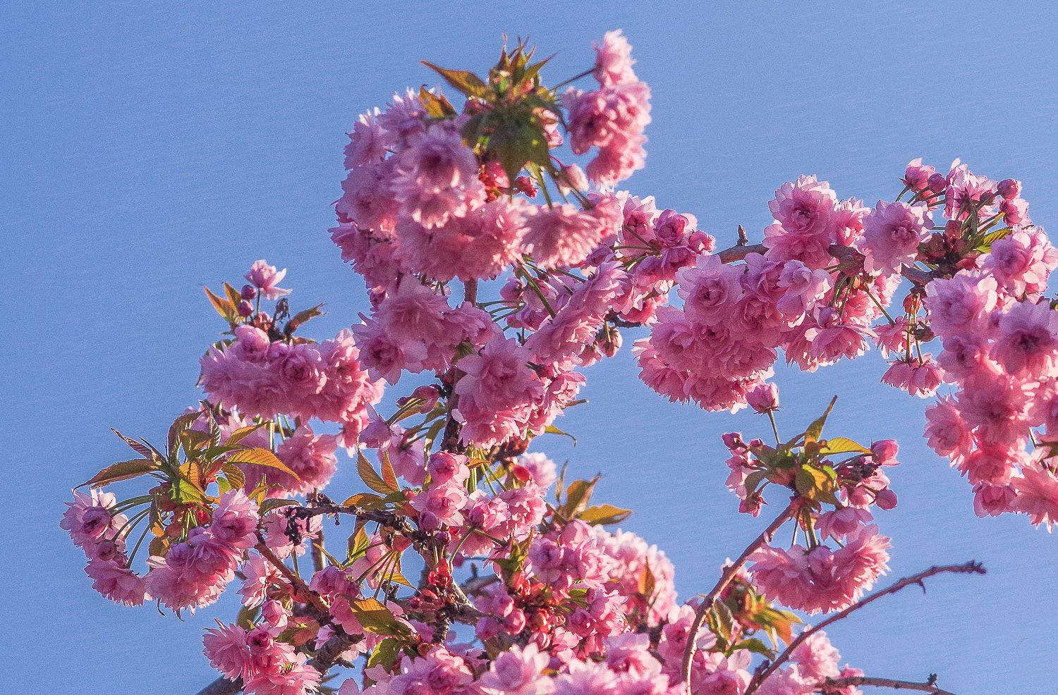 Prunus serrulata 'Kiku-Shidare-Sakura' - Potsdam - 2020