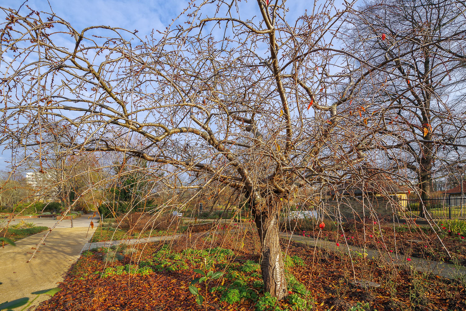 Prunus serrulata _ Potsdam - Dez. 2020