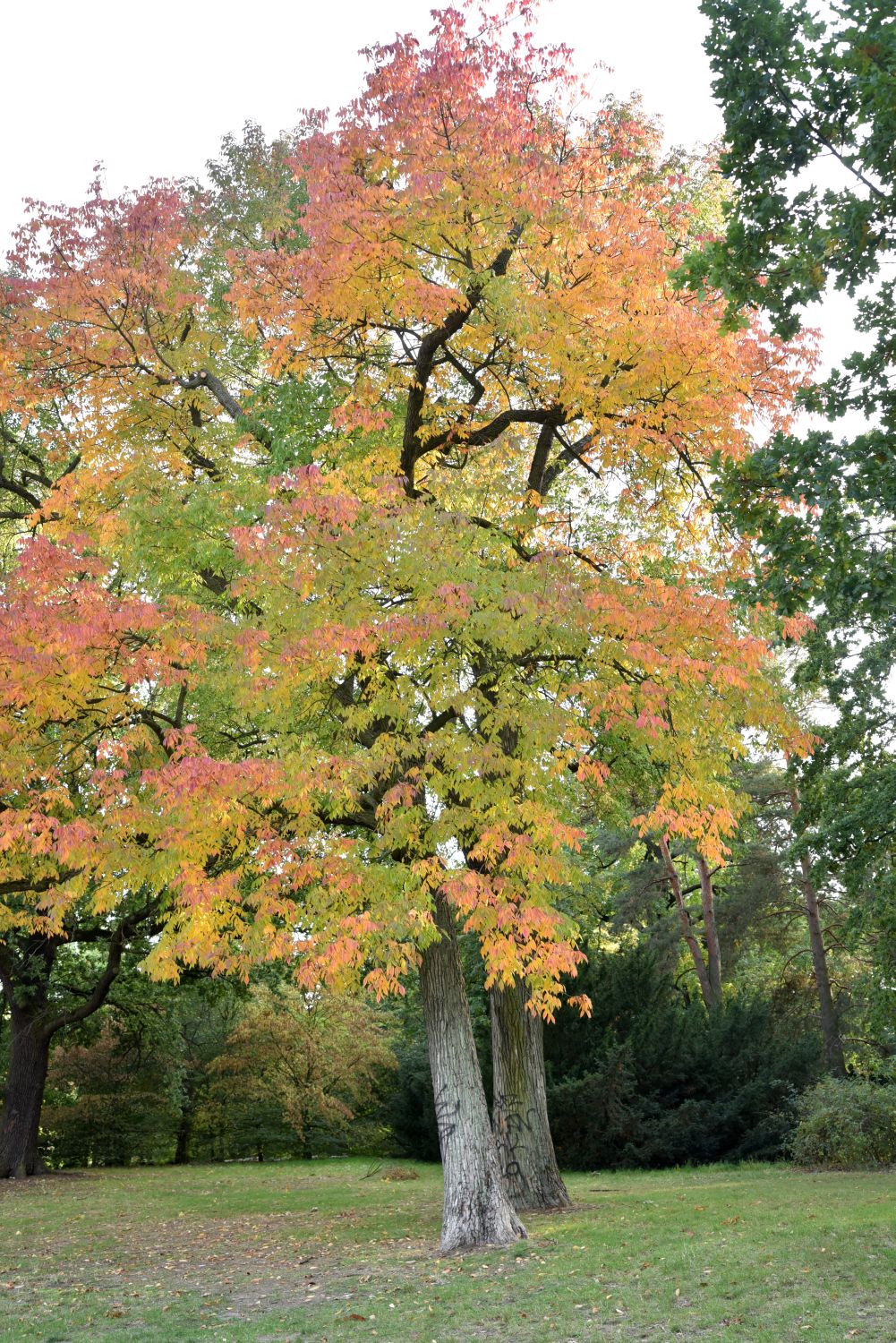 americana Fraxinus